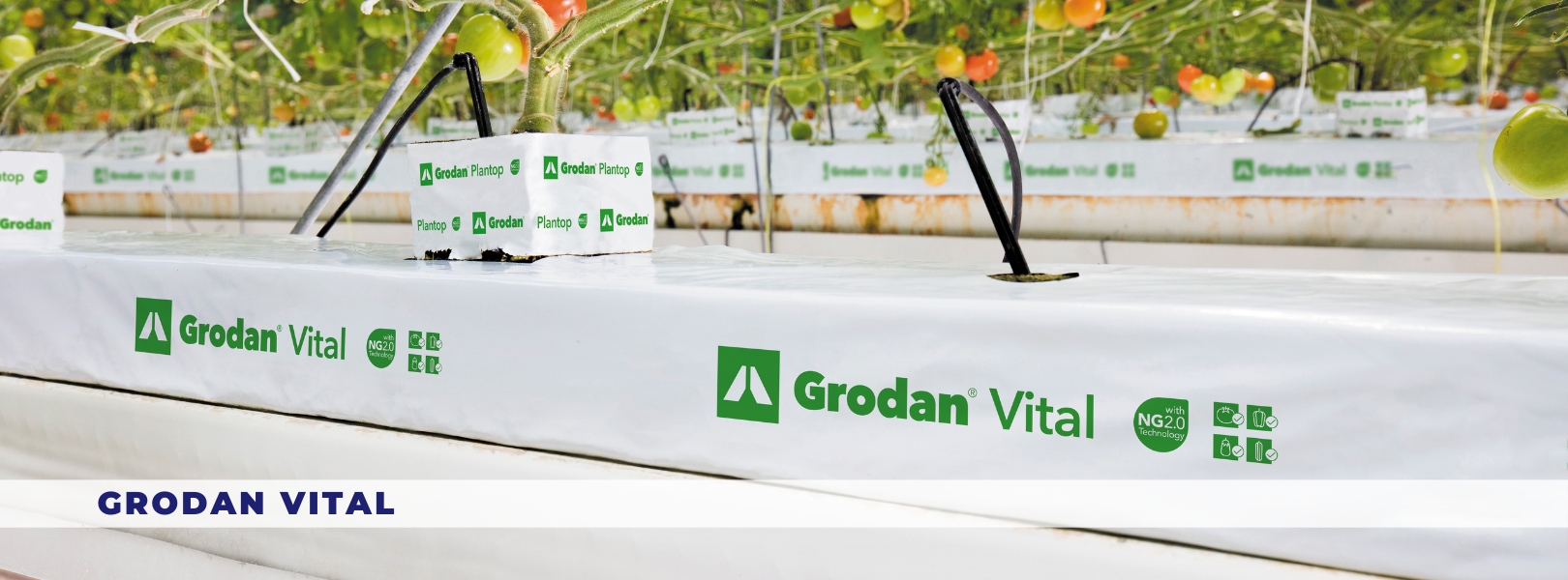 Grodan Vital